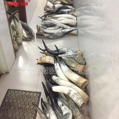 Bán sừng bò thô
