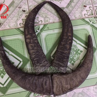 Sừng trâu thô to